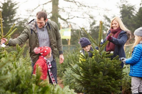 How to Extend the 'Lifespan' of a Live Christmas Tree?