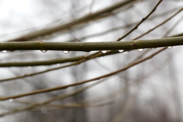 With Rain Across the Country: Precipitation Expected in Latvia on Wednesday