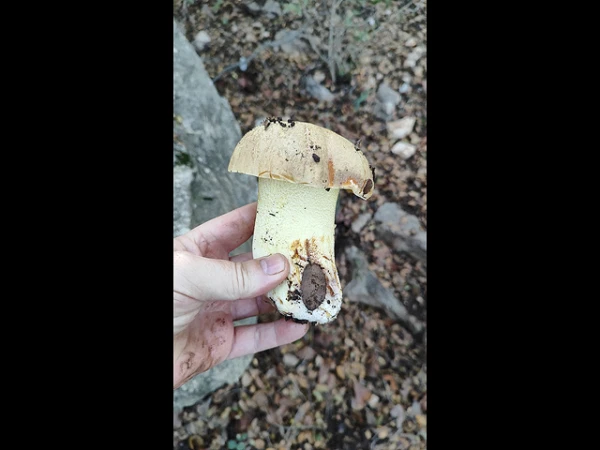 Вполне гигантские экземпляры разнообразят еврейскую кухню.