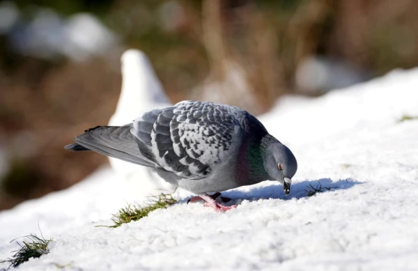 Why do pigeons walk while sparrows hop?