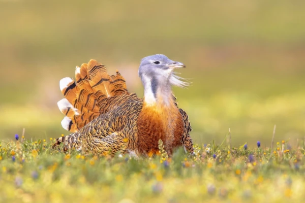 The Bustards Successfully Mastered 'Phytomedicine'