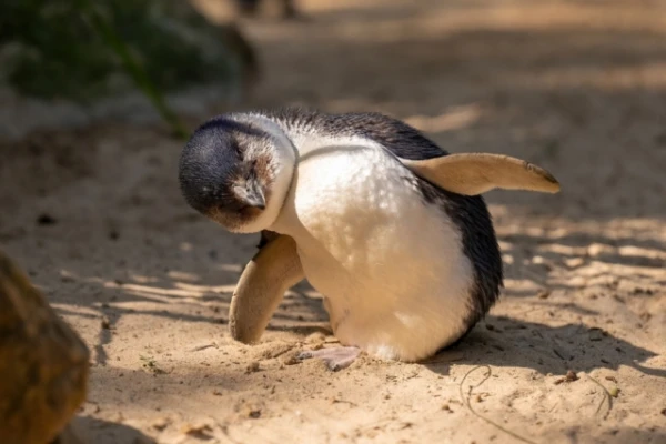 The oldest blue penguin Lazzy celebrated his 25th birthday but remains young at heart