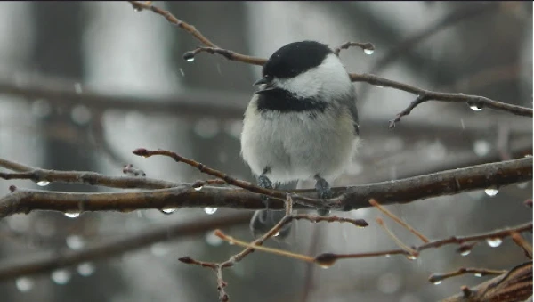The beginning of December was 3.6 degrees warmer than normal