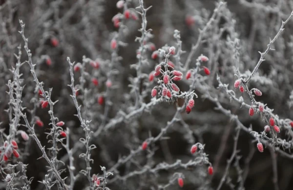 The night from Saturday was the coldest of this month