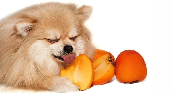 Can Dogs Eat Persimmons?