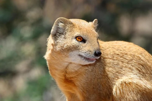 Does the mongoose have immunity to snake venom?