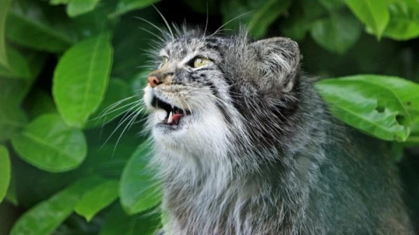 The Veterinarian Explained How to Understand a Cat's Purring