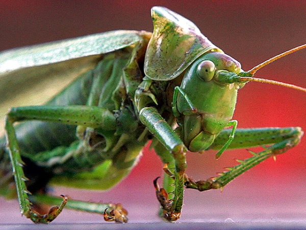 Это животное упоминается еще в Библии.