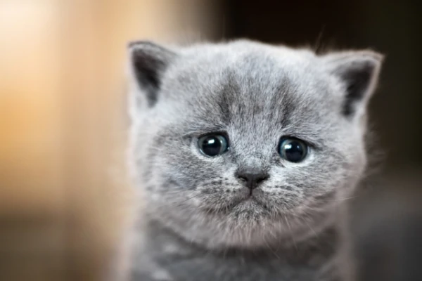 Cats Feel Sad with Their Owners: What Signals They Pick Up
