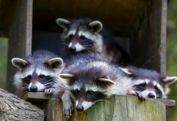 Urban raccoons are evolving before our eyes: their snouts are getting shorter