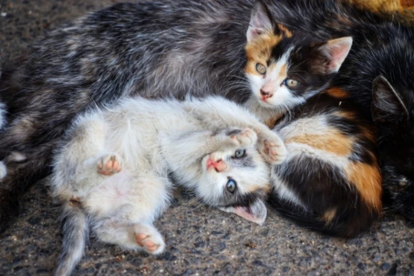 Why Kittens in the Same Litter Do Not Look Alike?