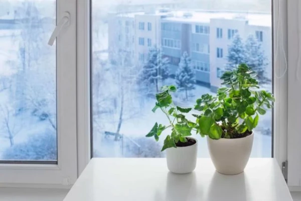 What Kills Your Flowers: 5 Mistakes in Winter Care for Houseplants