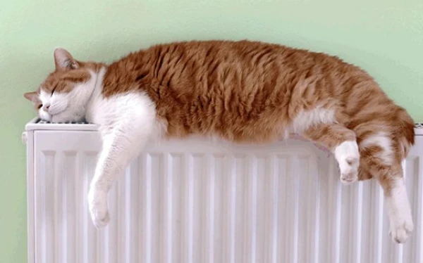 Is it harmful for a cat to lie by the heater?