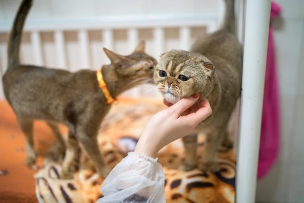 Why Cats Knead Their Owners' Hands