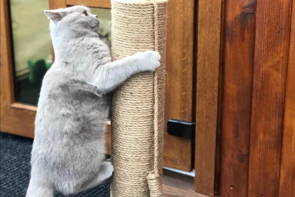 Alcohol for Pets: A Veterinarian's Opinion