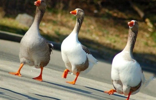 Do geese really surpass dogs in guarding homes?