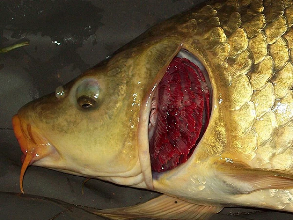 Вы продаете рыбов? Нет, только показываем.