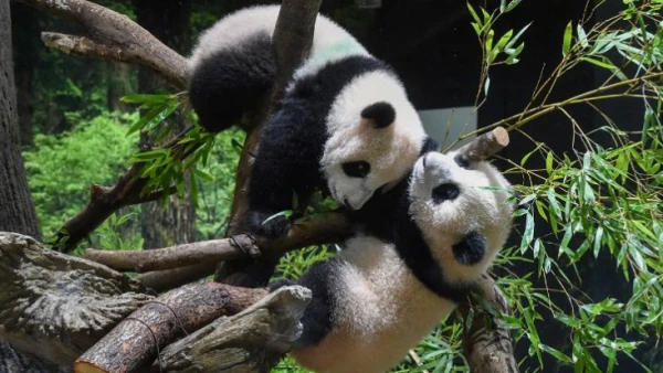 Эти мишки, они, такие, милые.