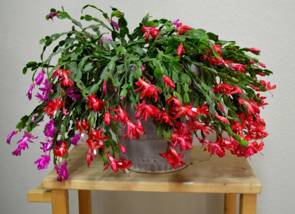 One Tablet in the Pot: The Christmas Cactus Will Bloom Until Spring