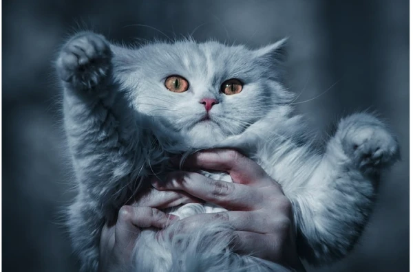 Shy Girl Shelters 120 Cats in Her Apartment