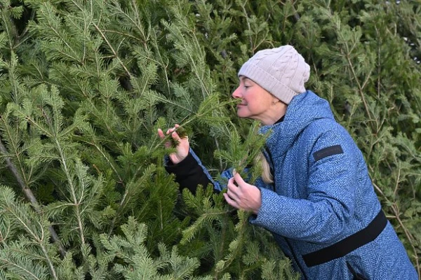 Residents urged to smell the Christmas tree before buying