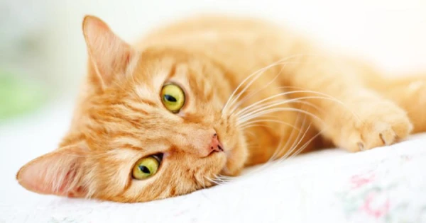 How Cats Master Dog Games and Set Their Own Rules for Owners