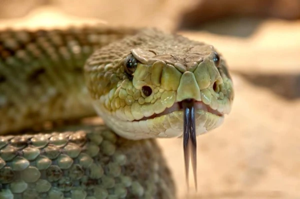 What Happens to a Snake if Another Snake Bites It?