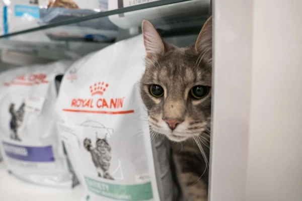 Expert: What Are the Differences Between Economy and Premium Pet Foods