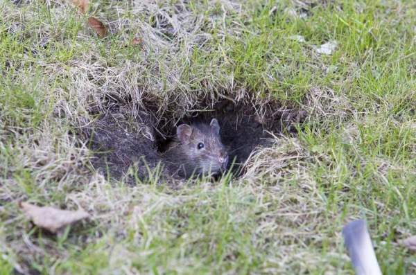 Estonia Faces Rat Poison Ban. What About Latvia?