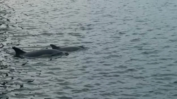 Not far from there to Jurmala: dolphins spotted for the first time near Copenhagen
