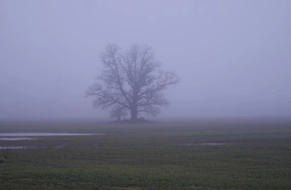 Fog and light precipitation expected on Thursday