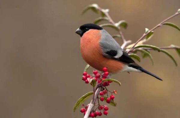 Why do bullfinches disappear in summer and where do they come from in winter?
