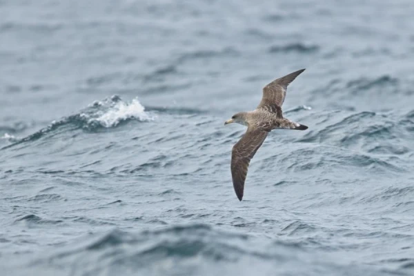Do Birds Sleep While Flying?