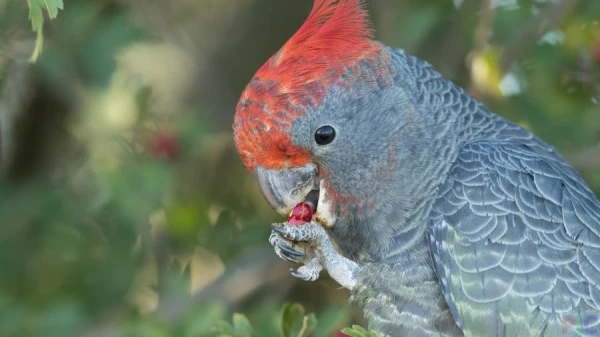 Cockatoos Dip Food in Water, Just Like Humans Do