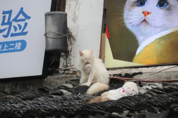 Chinese People Lived with Cats for Thousands of Years — But They Were Not Pets