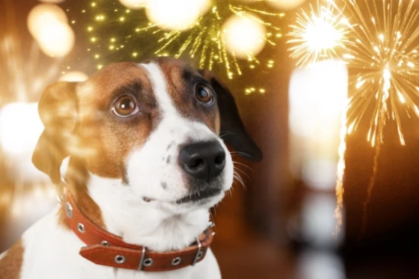 Christmas Tree and Fireworks: Veterinarian Discusses the Main Risks of Holidays for Pets