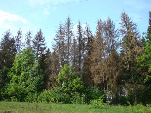 The ecologist who called for the planting of a trillion trees has changed his position