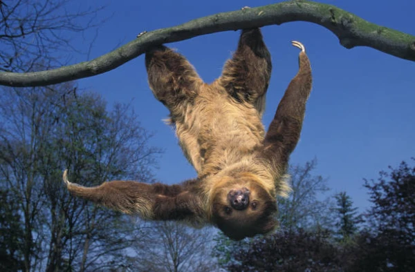Congratulations! A baby two-toed sloth was born for the first time at the Riga Zoo