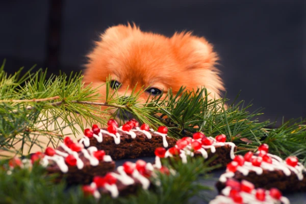 Can You Treat Your Dog to Chocolate and Other Sweets?
