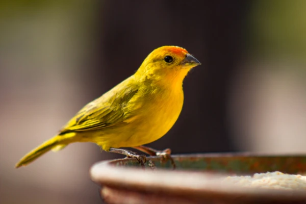 How Birds with Small Brains Can Be Smarter than Some Mammals?