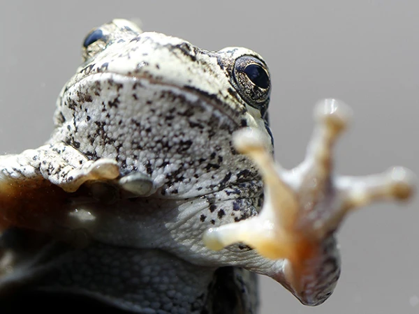 Эти чудесные земноводные нам помогут.