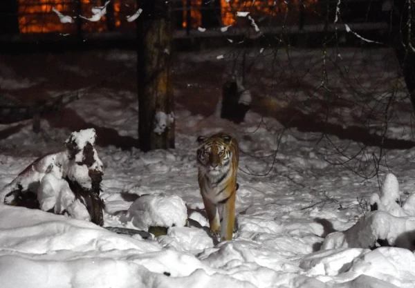 Riga Zoo Invites You to the 'Winter Nights'