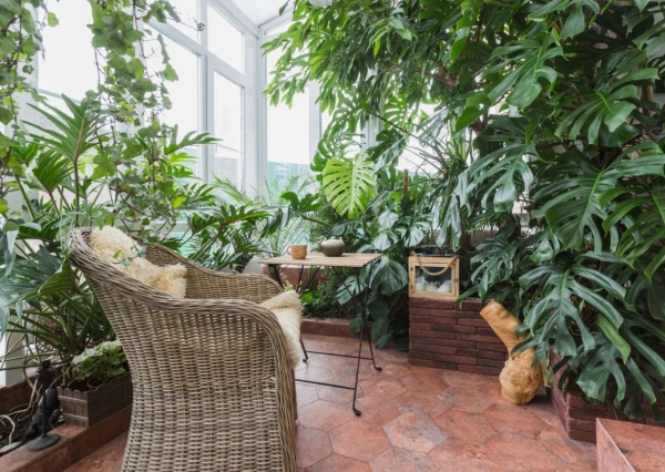 They Revitalize Space and Help Relieve Stress: Plants That Should Be in Every Home