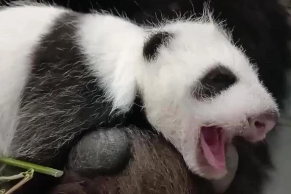 Moscow's Baby Panda Continues to Delight Viewers (VIDEO)