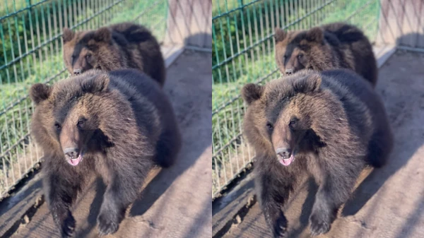 Latvian authorities want to auction two bears; if unsuccessful, they will be euthanized