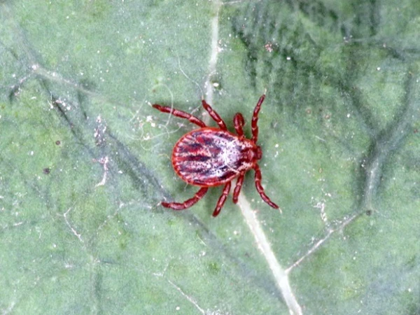 A warm December may reduce the number of mosquitoes and ticks next year – scientist