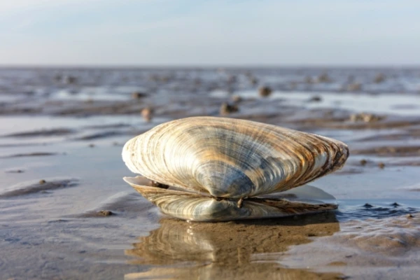 The Oldest Animal on Earth Died Due to a Ridiculous Accident