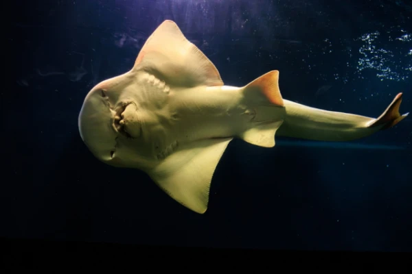 Guitarfish: a unique ray on the brink of extinction