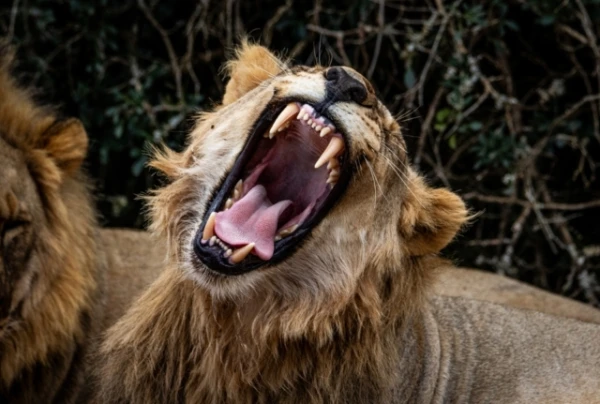 Which predators deliberately hunt humans?