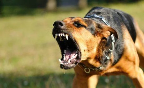 Why Dogs Dislike Certain People?